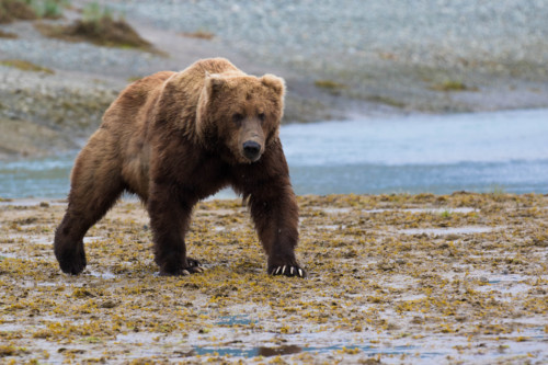 Grizzly Bear Mauls Two Men