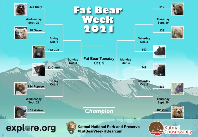Here's Your Fat Bear Week Bracket