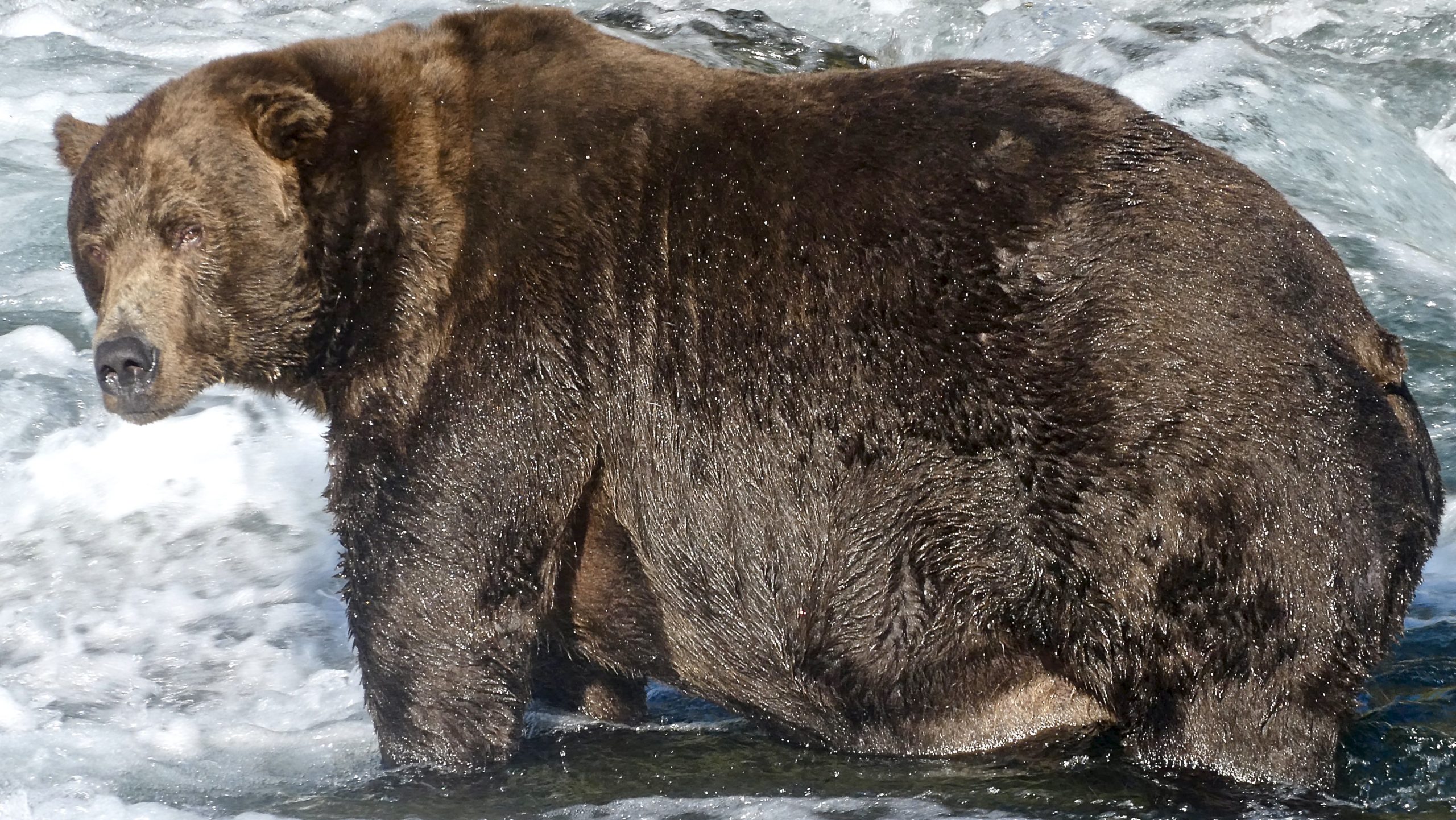 Katmai NP Prepares For A New Year Of Fat Bear Week Bracket