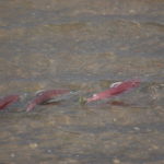 Trout Unlimited On What’s Next For Protecting Bristol Bay Salmon