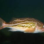 Nonresident Rockfish Limits Reduced In Eastern Afognak and Kodiak Islands