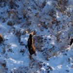 Rabies Detected In Western Alaska Moose