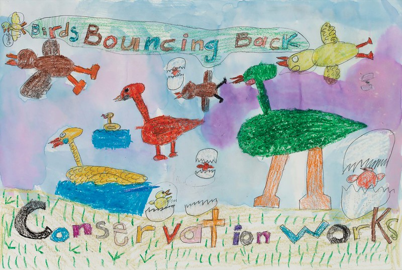 Enter USFWS Alaska Migratory Bird Calendar Youth Art Contest