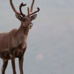 ADFG Announces Pending Closure Of Zones 1 And 4 Fortymile Caribou Hunt As Quota To Be Met