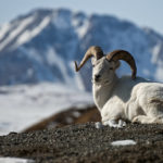 ADFG Board Of Game Dall Sheep Regulations Meeting Set For October 19