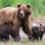 Practice Your Pin Designs For Katmai National Park’s Bear Contest