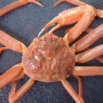Permits For Cook Inlet/North Gulf Coast Tanner Crab Now Available