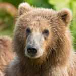 Bird Flu Detected In Bear Cub In Southeast Alaska