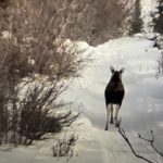 Raised In Alaska Goes Hot Tenting In Moose Country