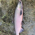 National Park Service Announces Copper River Subsistence Fishing Permit Info