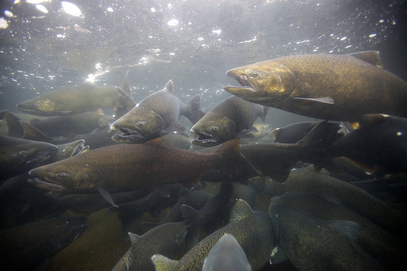 Juneau joins Southeast communities in backing king salmon troll