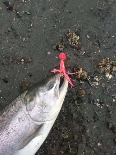 DIY Spinners Made With Love; Alaska Coho Can't Resist Them