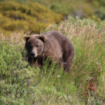 Encounters With Big, Bad Alaska Bears