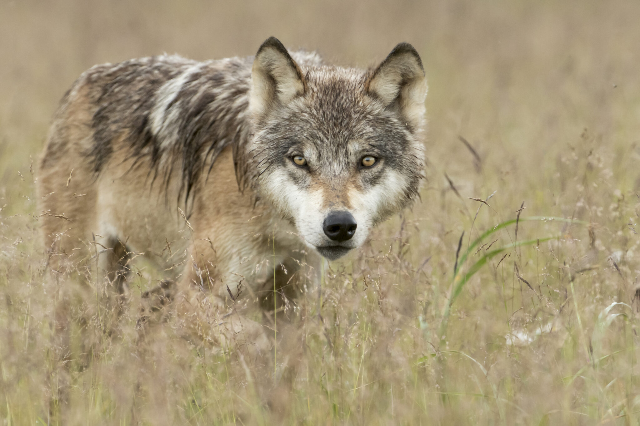 A Wolf Rapping Prince Of Wales Island/GMU 2 Wolf Trapping Season Announced