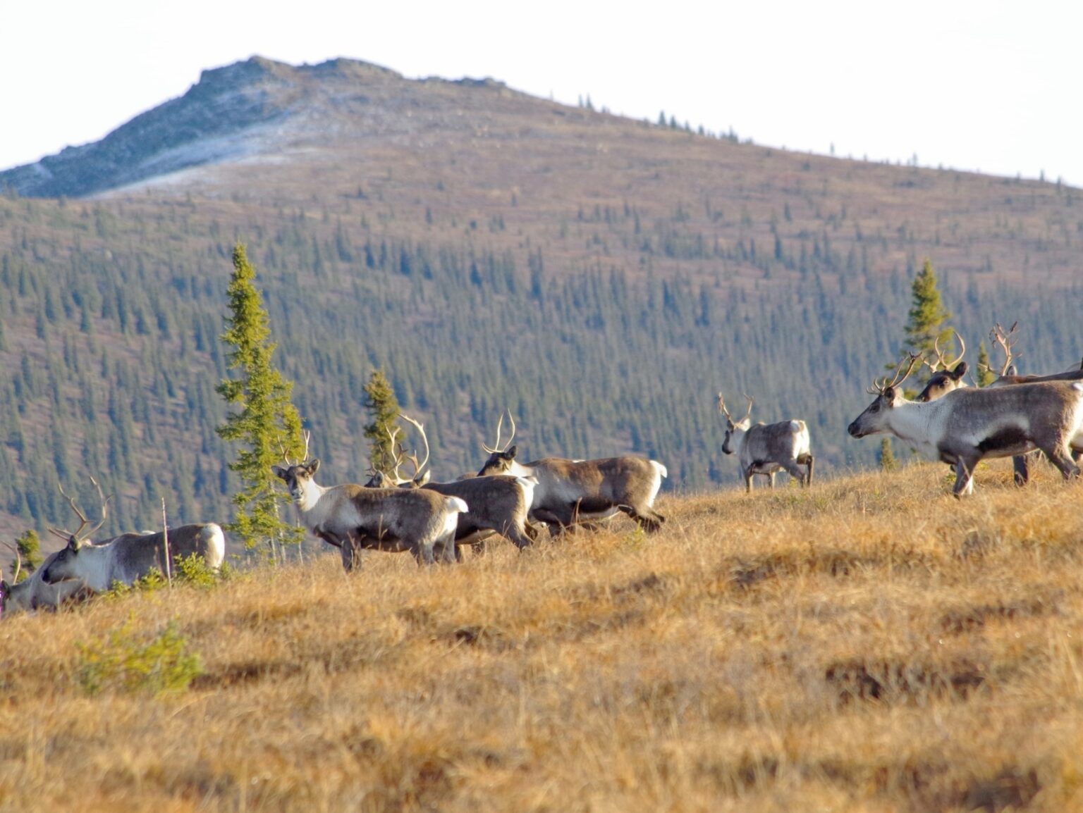 Adfg Closes Zones 1 And 4 Fortymile Caribou Hunt After Quota Filled