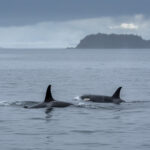 Study Finds Bottom-Trawl Fishing Gear Responsible For Some Alaska Orca Deaths