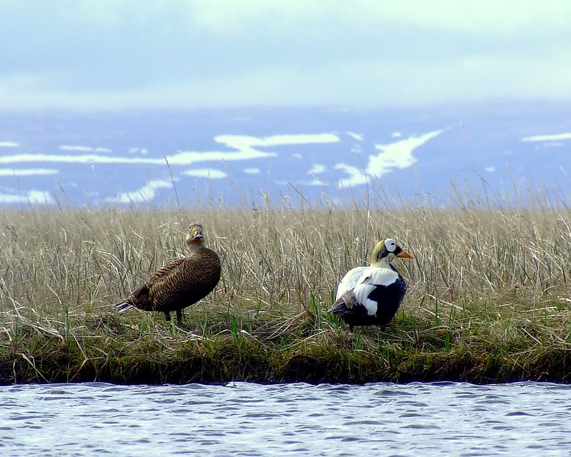 President Biden Makes Final Signature To Send Through Duck Stamp