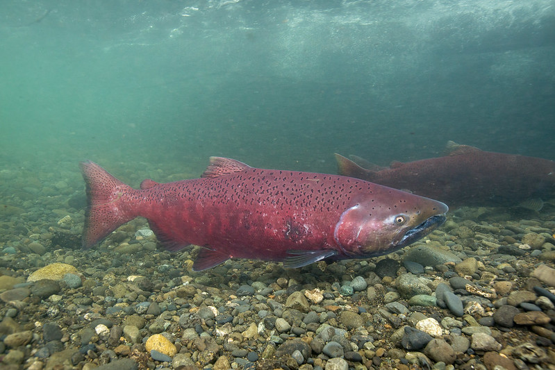 SalmonState Reacts To Wild Fish Conservancy King Salmon Status Petition