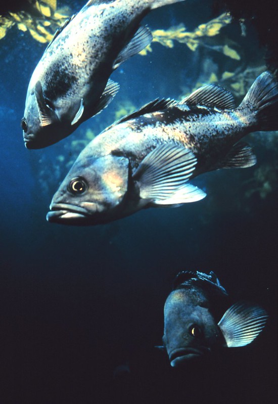 ADFG Announces Pelagic Rockfish Limit Reduction Around Sitka