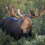 Unit 17A (Bristol Bay) Moose Hunt Registration Period Extended Through March 15