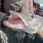 Minto Flats Area Northern Pike Bag Limits Reduced