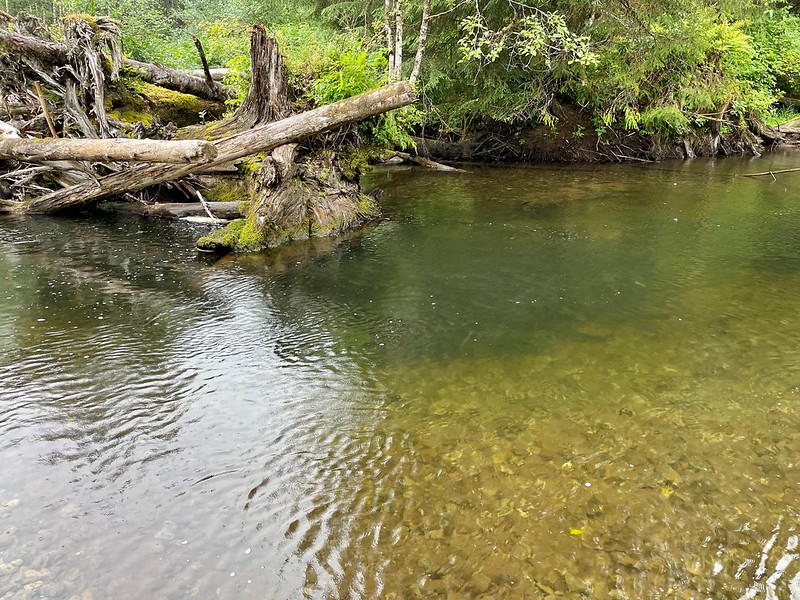 Steelhead Peak Run Coming To Prince Of Wales Island Rivers