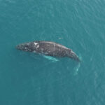 Entangled Humpback Whale Successfully Freed Near Unalaska