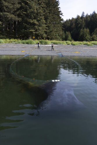 Study Finds Gulf Of Alaska Pacific Cod Don't Benefit From Coastal 'Save ...
