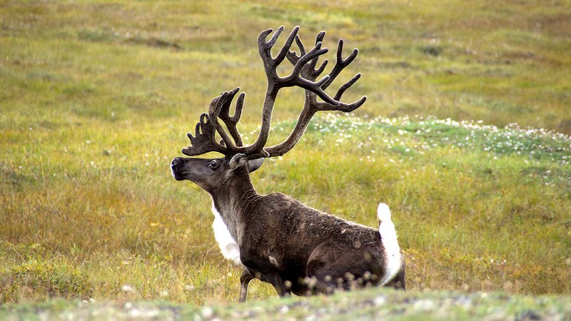 ADFG On Second Straight Year Of Mulchatna Caribou Herd Predator Removal