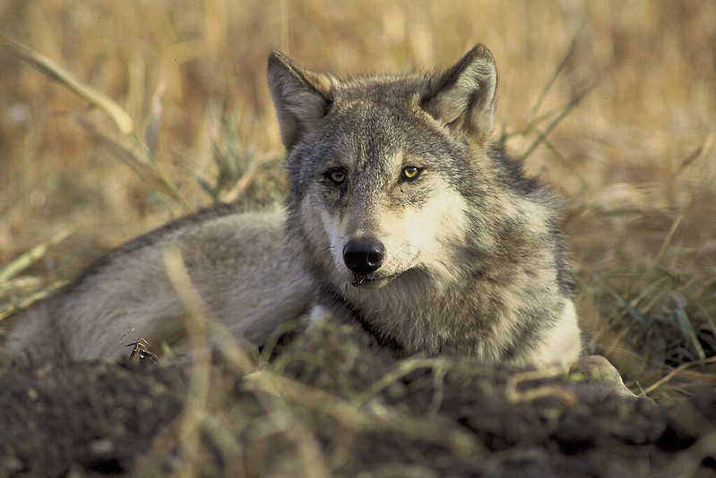 Dalton highway worker injured in roadside wolf incident