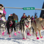 Apply To Denali National Park Service For Commercial Dog Sled Business Opportunity