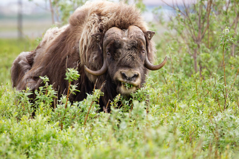 ADFG Offering 50 Unit 18 Muskox Hunt Permits Around Bethel, Tununak Areas