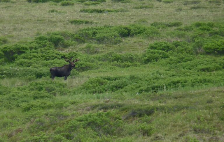 Application Period Now Open For Alaska Draw Hunts