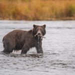 Brown Bear Hunting Emergency Closure In Southeast Alaska Unit 1D