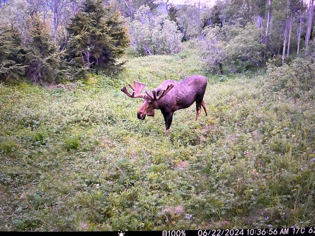 Raised In Alaska Spotting Moose And Grizzly On Trail Cameras