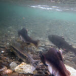 ADFG Announces Projected Salmon Forecasts, Harvest Projections For 2026