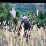 Raised In Alaska Faces A Charging Moose; ‘I Should Know Better’