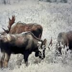 Raised In Alaska: A Bull Moose Mentoring The Younger Set
