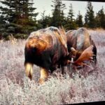Raised In Alaska: More Moose Sparring Lessons To Learn