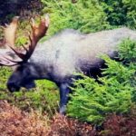 Raised In Alaska: A Bull Moose Weathers The Storm