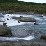 Apply For 2026 McNeil River Bear Viewing Lottery Opportunity