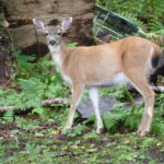 Study Details What Critical Habitat Means For Sitka Blacktails In Southeast Alaska