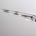 NOAA Fisheries On How Warming Temperatures Are Affecting Gulf Of Alaska Pacific Cod