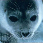 Federal Ruling Reinstates Habitat Protection For Bearded Ring Seals In Alaska