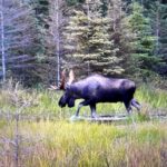 Raised In Alaska Dances With A Moose Named ‘Cotton Eye Joe’