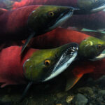 Five-Fish Sockeye Limits Restored In Kodiak’s Saltery Cove