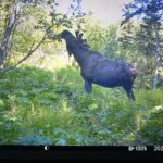 Raised In Alaska With A Trail Camera Review