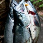 U.S. Forest Service On Resurrection Creek Salmon Comeback