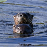 Otter Incidents Raise Awareness About Interactions Around Anchorage Area