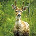 ADFG Updates Sitka Blacktails In New Kenai Peninsula Habitat After Translocation